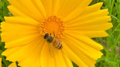 귀한 꿀벌사진