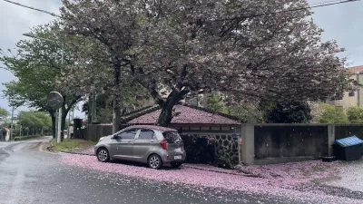 goodbye cherry blossom