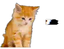 DINKIssTyle-animal-005.webp