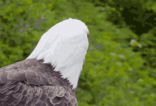 damoang-emo-045.gif