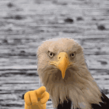 damoang-emo-046.gif