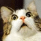 damoang-meme-002.gif